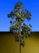 Arbre
