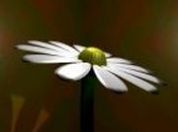 Fleur